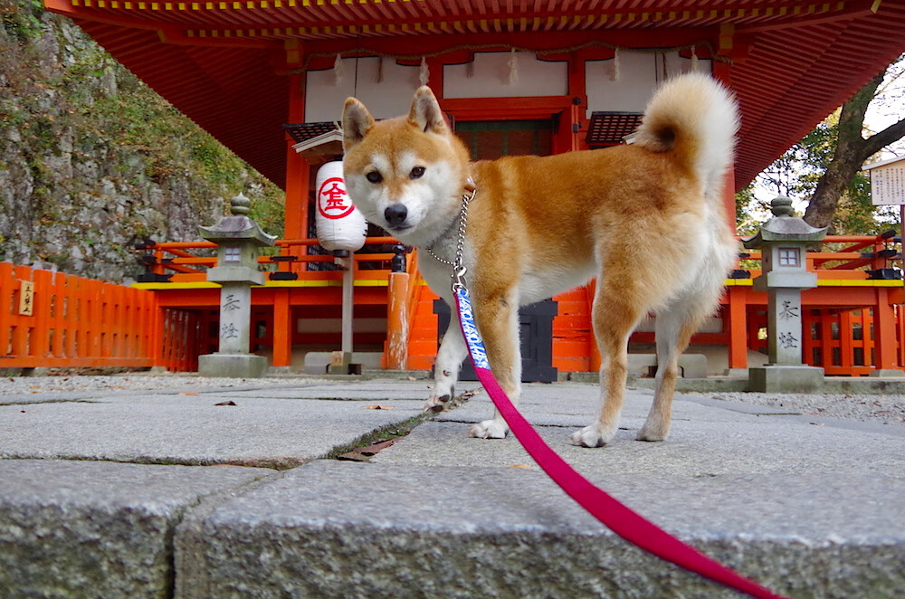 kering.com-《王者荣耀世界冠军赛，LPL战队连续第二年夺冠》，王者荣耀世冠总决赛冠军