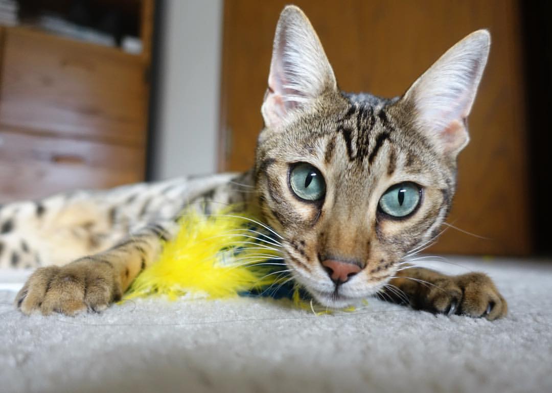 开云体育网页版入口-世界乒乓球锦标赛中国队包揽男女单打冠军，世界乒乓球锦标赛中国参赛