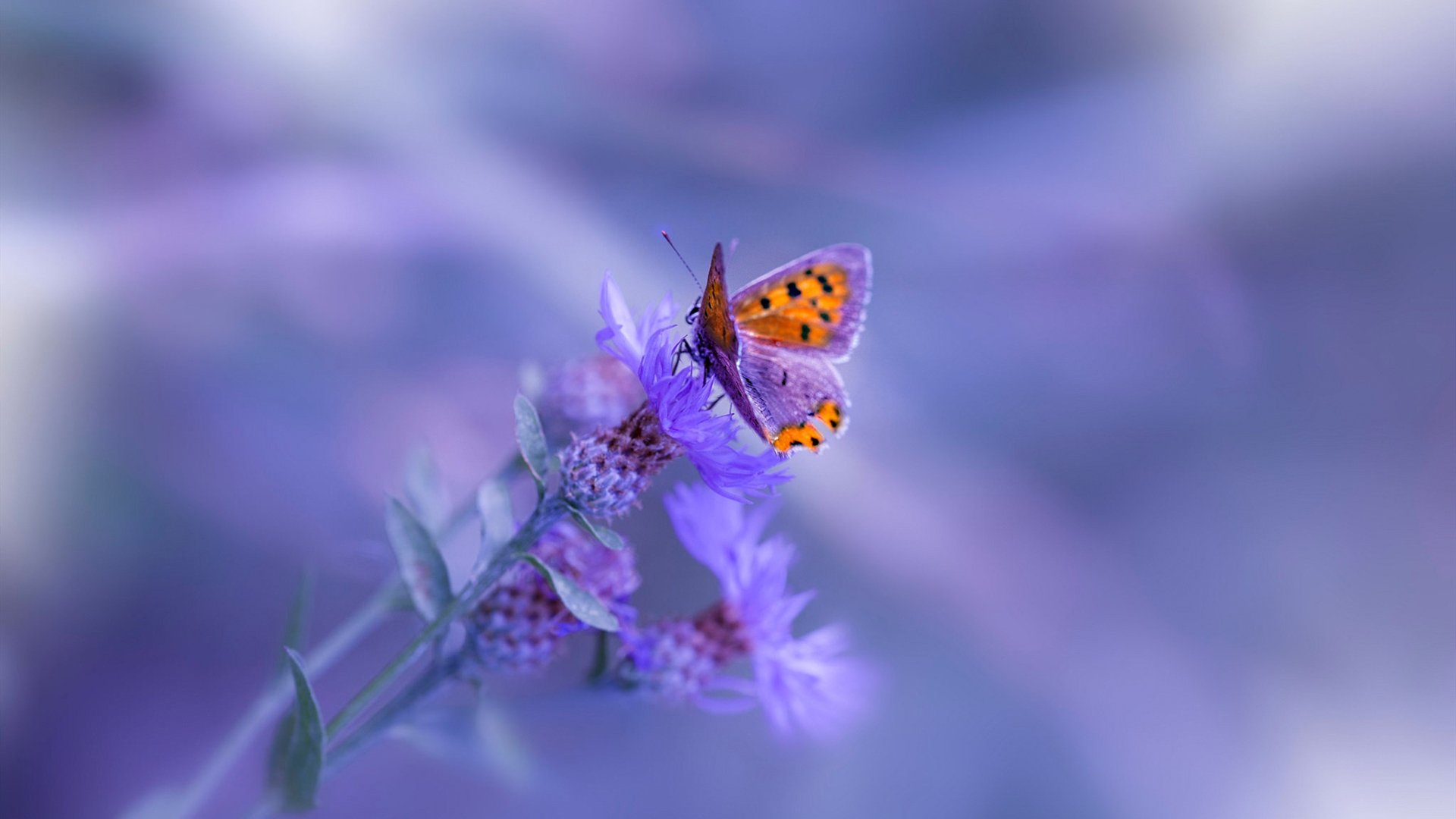 开云体育官网登入-史上最震撼的“战术变化”解读：新潮流正当时，新战术的作者